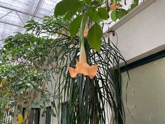 -天宫南铂玫瑰园酒店