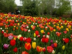 -洛阳郁金香牡丹园