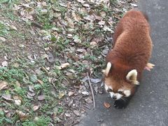 -合肥野生动物园