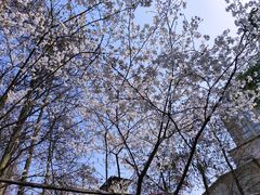 -卓刀泉寺