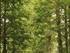 -合肥滨湖国家森林公园