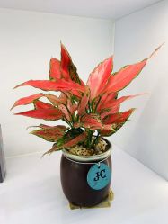 -久匠半永久纹眉