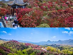 -贵州百里杜鹃风景名胜区