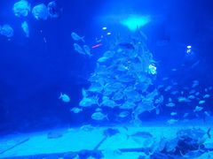 -烟台海昌鲸鲨海洋公园