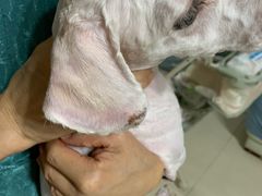 -宠物星动物医院·眼科·异宠·猫科(江南大道总院)