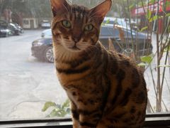 -豆逗聊愈猫阁Easy Life