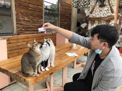 -喵屿·大理花园猫咖