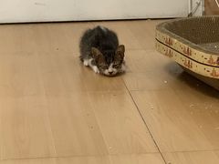 -瑞派康怡24h宠物医院·犬猫医疗中心·微创绝育(瑞景分院)