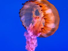 -太平洋海底世界