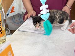 -纳吉亚猫专科动物医院博雅分院