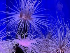 -上海海洋水族馆