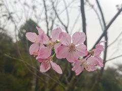 -中国科学院华南植物园