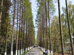 -昆山城市生态森林公园