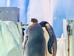 -海合安成都极地海洋公园