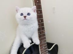 -欣宠猫屋·矮脚拿破仑·蓝金金渐层