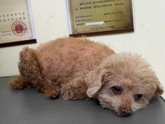 -美联众合动物医院·24h转诊中心