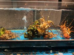 -Mr·Fish鱼鲜生海鲜放题(银泰in99店)