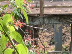 -野象谷景区