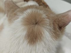 -安格丽娜·狗咖·猫咖羊驼咖(春熙路百盛商场店)