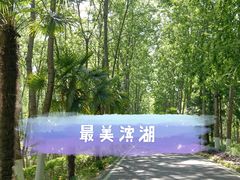 -合肥滨湖国家森林公园