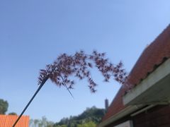 -南沙蒲洲花园