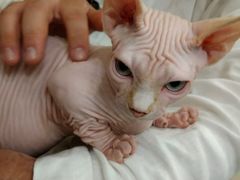 -飞行喵MR PILOT|猫舍·猫咖(静安大融城店)