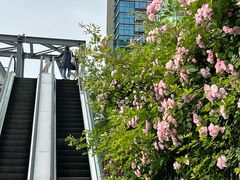 -杭州观成实验学校