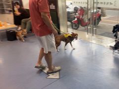 -顺强宠物诊所·狂犬免疫·夜诊·骨科(嘉定店)