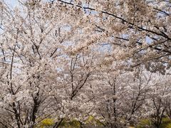 -古柏渡飞黄旅游区