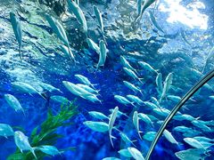 -上海海洋水族馆