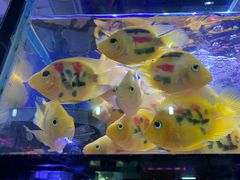 -双季花艺园艺市场(浦东店)