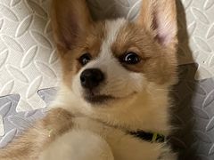 -达爱动物医院·犬猫分区·CT·复杂眼科(远洋山水分院)