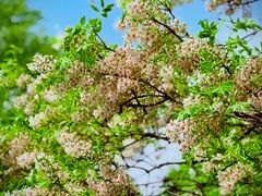 -国家植物园南园