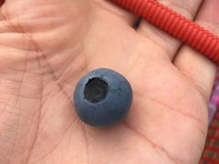 -花山蓝莓采摘园