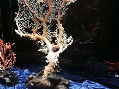 -绮丽珊瑚博物馆(台东店)