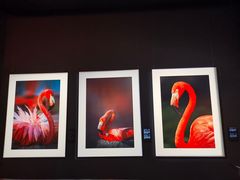 -罗红摄影艺术馆