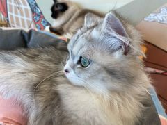 -Let's go狗咖·猫咖·奶狗·桌游(春熙路IFS店)