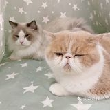 超治愈的撸猫胜地 一起来rua一rua