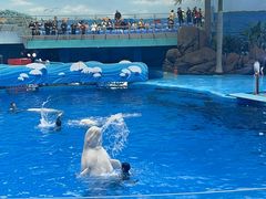 -海合安成都极地海洋公园