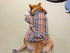-逗柴咖啡屋·狗咖猫咖宠物桌游