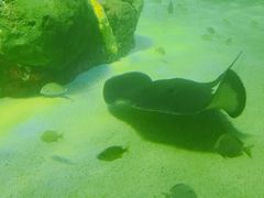 -瑞普利水族馆
