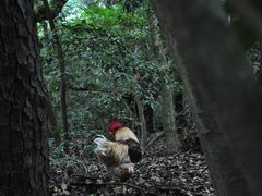-热田神宫