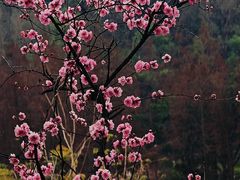 -重庆彩云湖湿地公园