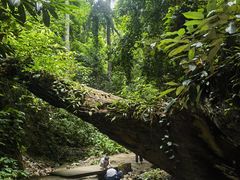 -西双版纳原始森林公园