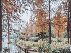 -重庆彩云湖湿地公园