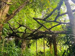 -广西壮族自治区药用植物园