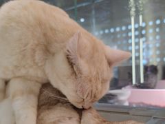 -more than meow吴止猫主题餐厅(承德 中船汇店)