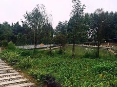 -铁山坪森林公园