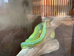 -上海大自然野生昆虫馆(东方明珠·爬宠昆虫探索中心)