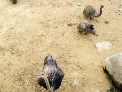 -泉州海丝野生动物世界